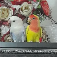 یک جفت طوطی کوتوله|پرنده|زابل, |دیوار