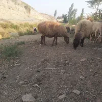 گوسفند دامازدیخ اصل مغانی