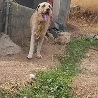 واگذاری سگ پژدر