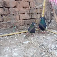 کفتر|پرنده|تربت جام, میان جام|دیوار