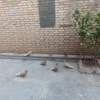 کبوتر زرد دم سفید|پرنده|چرداول, |دیوار