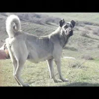 ماده خالص سرابی