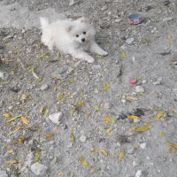 پامر ماده ۳ماهه عروسکی