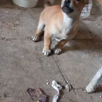 توله اشپیتزفقط ۱ملیون ودویست|سگ|دورود, |دیوار