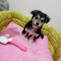 توله شیتزو اشپیتز|سگ|مشهد, شاهد (شهرک غرب)|دیوار