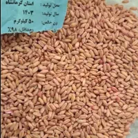 بذر گندم باران دیمی اصلاح شده درجه یک زیر قیمت