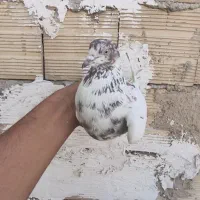 کبوتر کفتر|پرنده|باغستان, |دیوار