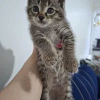 واگذاری گربه