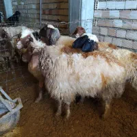 با سلام خدمت دوستان پنج راس میش ابستن شک|حیوانات مزرعه|ملکشاهی, |دیوار