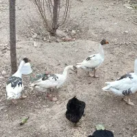 غاز‌بالغ