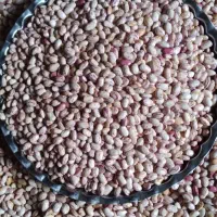 لوبیاچیتی خشک