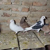 کبوتر|پرنده|طبس, |دیوار