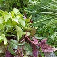 سبزیجات آماده با پایین ترین قیمت|خوردنی و آشامیدنی|کرج, شهرک بنفشه|دیوار