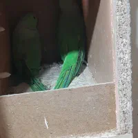 نر و ماده ملنگو