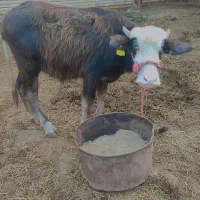 گاومیش|حیوانات مزرعه|سوسنگرد, |دیوار