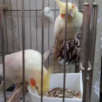 عروس هلندی مولد|پرنده|تهران, سنائی|دیوار