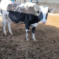 گاو و گوساله|حیوانات مزرعه|نیشابور, مازول|دیوار