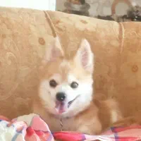 سگ پامرین روباهی پدر و مادر روباهی خالص ماده|سگ|شیراز, درکی|دیوار