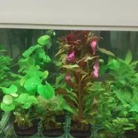 گیاه طبیعی،آکواریوم،تجهیزات|ماهی|تبریز, |دیوار