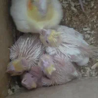 جوجه عروس هلندی