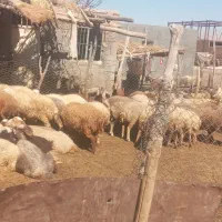 ۱عددکوسفند گم شده