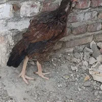 مرغ لاری اصیل نژاد دار|حیوانات مزرعه|سراوان, |دیوار