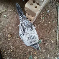 اهواز کوت عبدالله