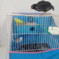 یک جفت مرغ عشق با قفس با یک جوجه مرغ گلپایگان