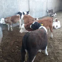 ۹ راس نر لاغر