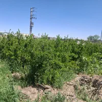 باغ-با-درختان-پنج-ساله3232متر-دوکله-با-آب-برق