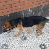 سگ ژرمن ماده ۸ ماهه شناسنامه دار|سگ|لاهیجان, لیالستان|دیوار