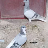 کبوتر رنگی|پرنده|شیروان (خراسان), |دیوار