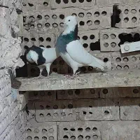 کبوتر طوقی سیاه خال دار