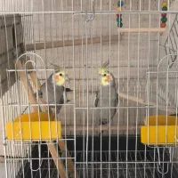 عروس هلندی|پرنده|خفر, |دیوار