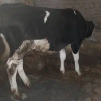 گوساله نر