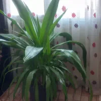 گل وگیاه طبیعی|گل و گیاه طبیعی|صدرا-فارس, فاز ۱|دیوار