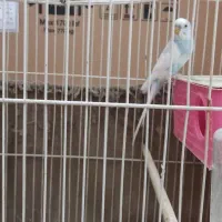 مرغ عشق معاوضه با عروس هلندی