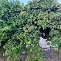 فروش زمین و باغ