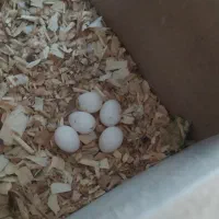 جفت عروس هلندی با قفس