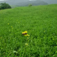 راهنمایی خرید نفت در فارکس