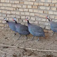 مرغ شاخدار تخم گذار