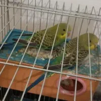 مرغ عشق|پرنده|خورموج, |دیوار