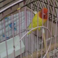 طوطی برزیلی فیشر زرد صورت هلویی