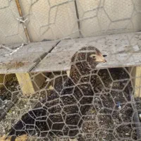 مرغ خانگی نژاد دارمعاوضه دارم