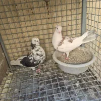 جفت جون|پرنده|پردیس, شهرک صنعتی خرمدشت فاز ۷|دیوار