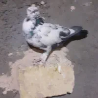 کفتر تهرانی|پرنده|اصفهان, دستگرده|دیوار