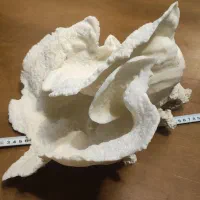 مرجان بزرگ آکواریوم