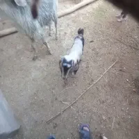 گوسفند فروشی