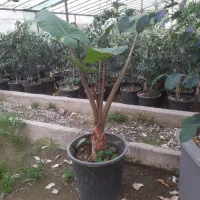 کافه گل ها|گل و گیاه طبیعی|کرج, اصفهانی‌ها|دیوار