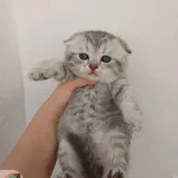گربه اسکاتیش  ماده